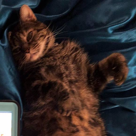 imkinseycat